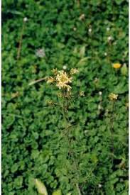 Attēlu rezultāti vaicājumam “Sisymbrium altissimum”