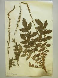 Image result for Agrimonia eupatoria