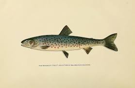 Image result for Salvelinus alpinus oquassa