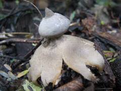 Attēlu rezultāti vaicājumam “Geastrum pectinatum”