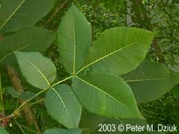 Attēlu rezultāti vaicājumam “Carya ovata”