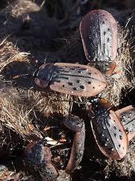Attēlu rezultāti vaicājumam “Silphidae”