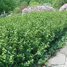 Attēlu rezultāti vaicājumam “Ribes alpinum”