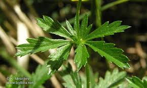 Attēlu rezultāti vaicājumam “Potentilla erecta”