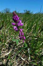 Attēlu rezultāti vaicājumam “Polygala comosa”