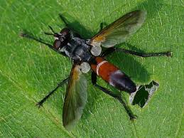 Attēlu rezultāti vaicājumam “Cylindromyia sp.”