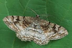 Attēlu rezultāti vaicājumam “Alcis repandata”