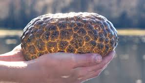 Attēlu rezultāti vaicājumam “Bryozoa”