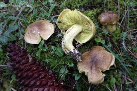 Attēlu rezultāti vaicājumam “Tricholoma flavovirens”