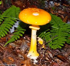 Attēlu rezultāti vaicājumam “Hemitrichia lutescens macro”