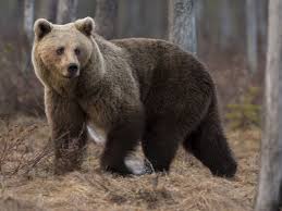 Attēlu rezultāti vaicājumam “Ursus arctos”