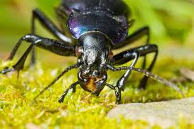 Attēlu rezultāti vaicājumam “Carabus violaceus”