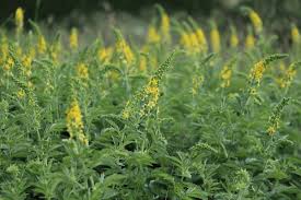 Attēlu rezultāti vaicājumam “Agrimonia pilosa flower”