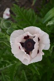 Image result for Papaver orientale