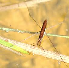 Attēlu rezultāti vaicājumam “Limnoporus rufoscutellatus”