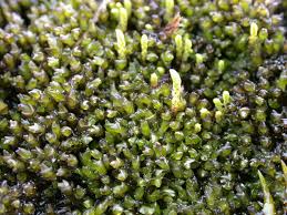 Attēlu rezultāti vaicājumam “Jungermannia subulata”