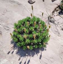 Attēlu rezultāti vaicājumam “Plantago media bud”