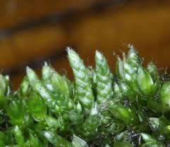 Attēlu rezultāti vaicājumam “Bryum moravicum”