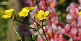 Attēlu rezultāti vaicājumam “Ranunculus bulbosus flower”
