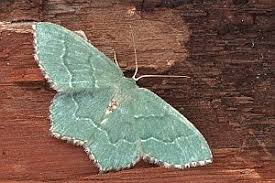 Attēlu rezultāti vaicājumam “Hemithea aestivaria”