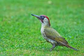 Attēlu rezultāti vaicājumam “Picus viridis”