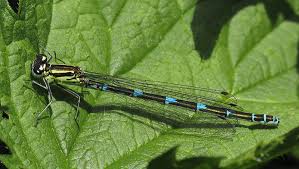 Attēlu rezultāti vaicājumam “Coenagrion puella”