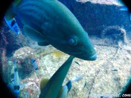 Image result for Epinephelus costae