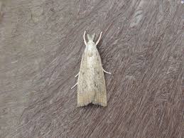 Attēlu rezultāti vaicājumam “Calamotropha paludella”