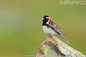 Image result for Calcarius lapponicus