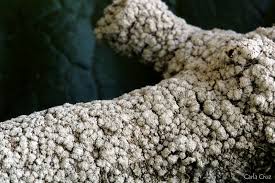 Attēlu rezultāti vaicājumam “Pertusaria amara”