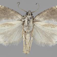 Attēlu rezultāti vaicājumam “Apotomis betuletana”