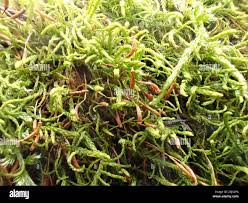 Attēlu rezultāti vaicājumam “Leskea polycarpa”