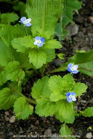 Attēlu rezultāti vaicājumam “Veronica persica flower”
