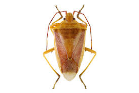 Attēlu rezultāti vaicājumam “Heteroptera”