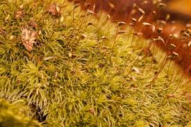 Attēlu rezultāti vaicājumam “Leucobryum glaucum”