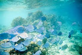 Image result for Acanthurus coeruleus