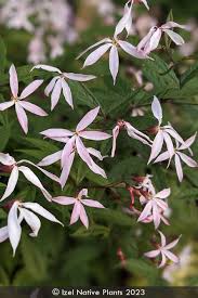 Attēlu rezultāti vaicājumam “Gillenia trifoliata flower”