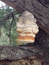 Attēlu rezultāti vaicājumam “Amaurochaete fusiformis”