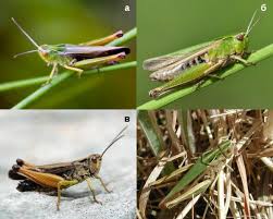 Attēlu rezultāti vaicājumam “Omocestus viridulus”