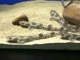 Image result for Scyliorhinus canicula