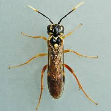 Attēlu rezultāti vaicājumam “Allantus cinctus”