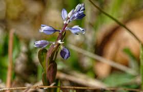 Attēlu rezultāti vaicājumam “Polygala vulgaris”
