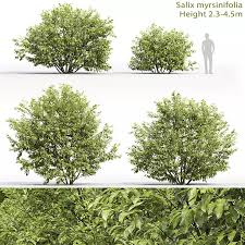 Attēlu rezultāti vaicājumam “Salix myrsinifolia leaf”