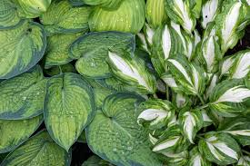 Attēlu rezultāti vaicājumam “Hosta sp. leaf”