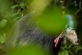 Attēlu rezultāti vaicājumam “Craterium minutum young”