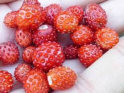 Image result for Fragaria vesca