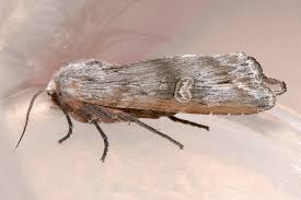 Attēlu rezultāti vaicājumam “Lithomoia solidaginis”