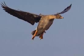 Image result for Anser fabalis