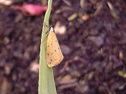 Attēlu rezultāti vaicājumam “Setina irrorella”