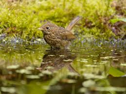 Attēlu rezultāti vaicājumam “Erithacus rubecula juvenile”
